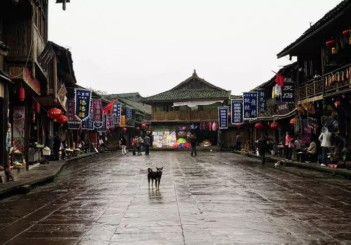 狐尾山公园紫花风铃木盛放 花期持续至下周